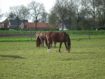 paardenwei
