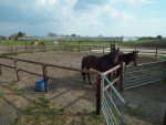 paddock