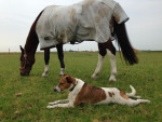 Boy en Teddy