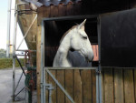 Miep op stal